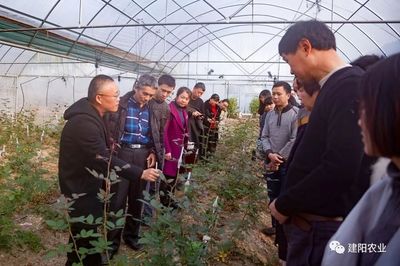 田間地頭的生動課堂 建陽區農技培訓“搬進”農業企業，賦能鄉村振興