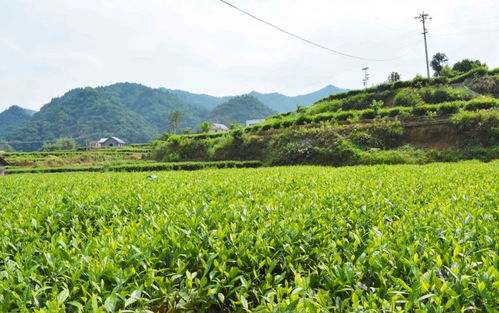 高值化農產品 問策湖湘，科技賦能深度貧困村產業扶貧新路徑